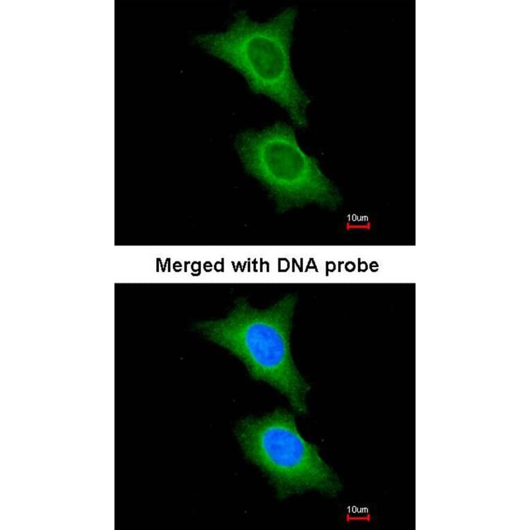 Immunofluorescence - HSD11B1 antibody from Signalway Antibody (22621) - Antibodies.com