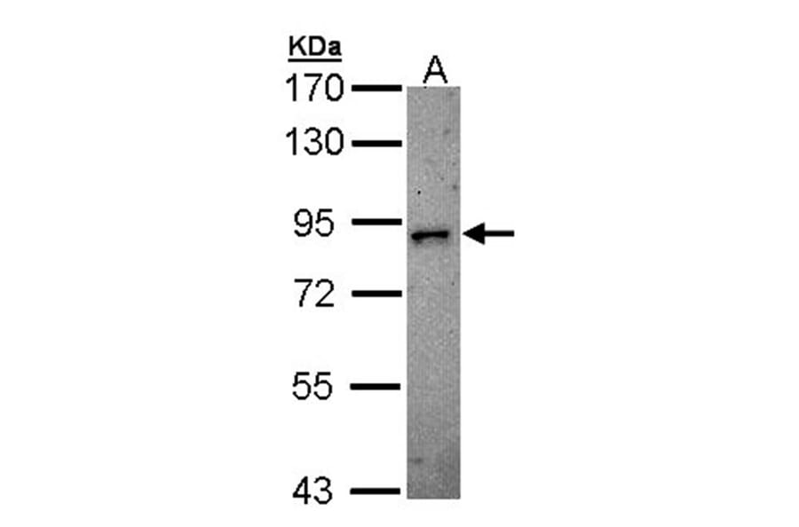 DCAMKL2 antibody from Signalway Antibody (22635) - Antibodies.com