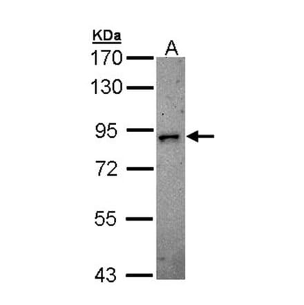 DCAMKL2 antibody from Signalway Antibody (22635) - Antibodies.com