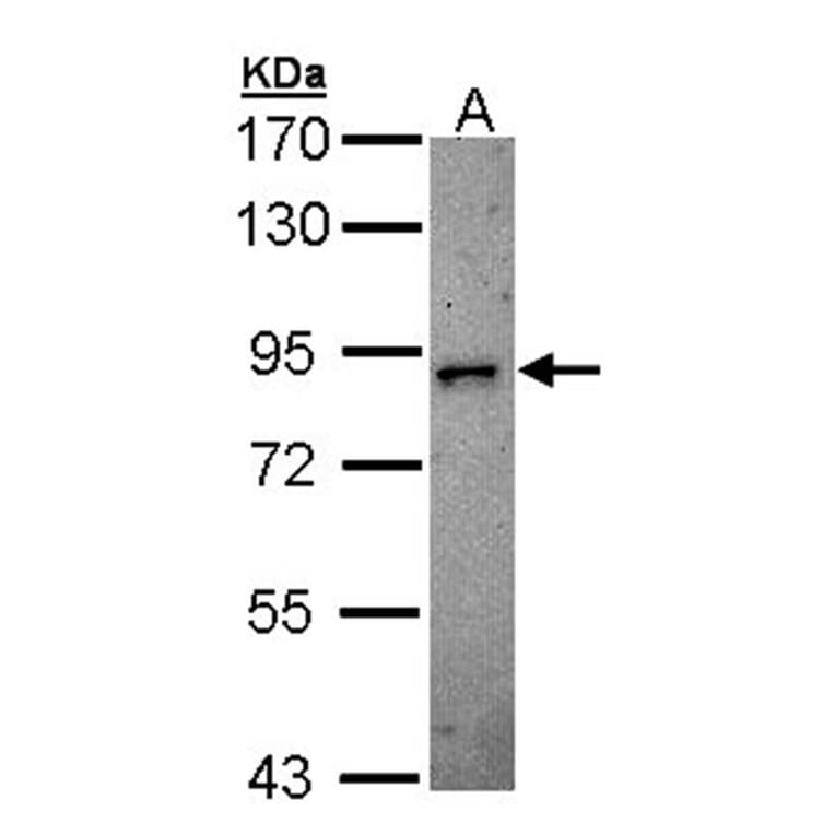 DCAMKL2 antibody from Signalway Antibody (22635) - Antibodies.com