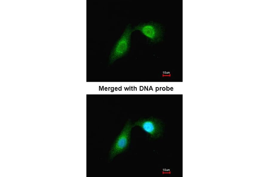Immunofluorescence - DCAMKL2 antibody from Signalway Antibody (22635) - Antibodies.com