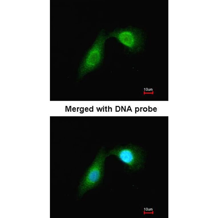 Immunofluorescence - DCAMKL2 antibody from Signalway Antibody (22635) - Antibodies.com