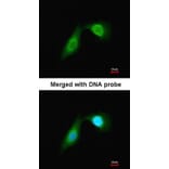 Immunofluorescence - DCAMKL2 antibody from Signalway Antibody (22635) - Antibodies.com