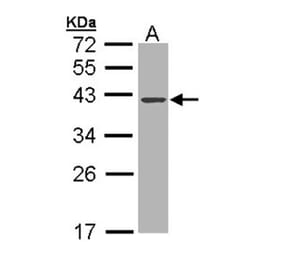 DNase I antibody from Signalway Antibody (22663) - Antibodies.com