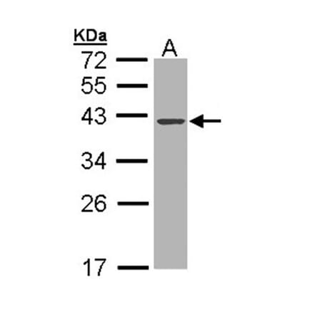 DNase I antibody from Signalway Antibody (22663) - Antibodies.com