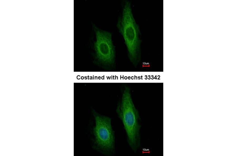 Immunofluorescence - DNase I antibody from Signalway Antibody (22663) - Antibodies.com