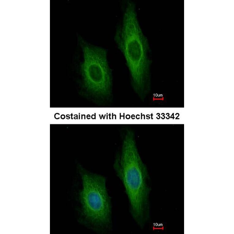 Immunofluorescence - DNase I antibody from Signalway Antibody (22663) - Antibodies.com