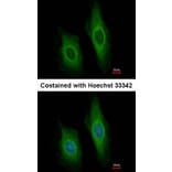 Immunofluorescence - DNase I antibody from Signalway Antibody (22663) - Antibodies.com