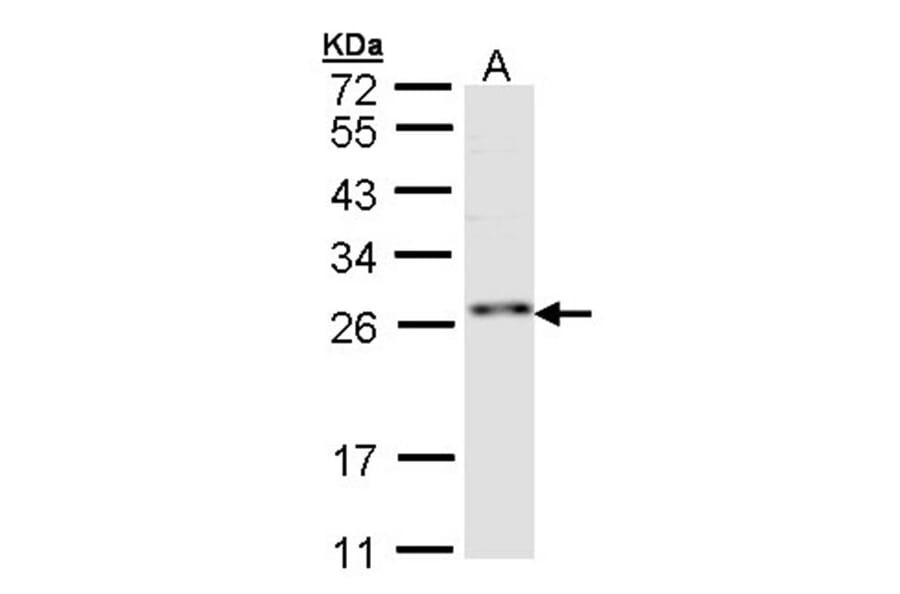 ZNF313 antibody from Signalway Antibody (22753) - Antibodies.com