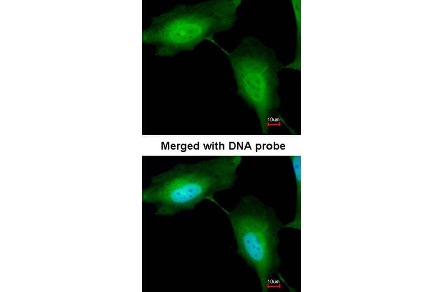 Immunofluorescence - ZNF313 antibody from Signalway Antibody (22753) - Antibodies.com