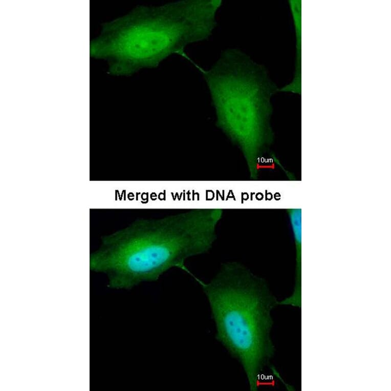 Immunofluorescence - ZNF313 antibody from Signalway Antibody (22753) - Antibodies.com