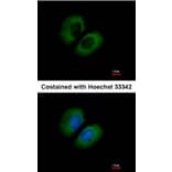 Immunofluorescence - CACNA1B antibody from Signalway Antibody (22790) - Antibodies.com