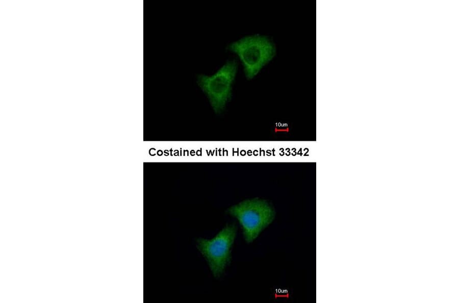 Immunofluorescence - Dkk-3 antibody from Signalway Antibody (22898) - Antibodies.com