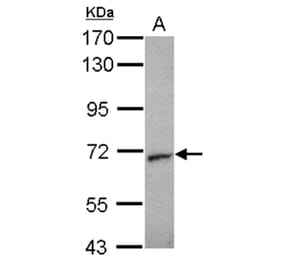 Unc18-2 antibody from Signalway Antibody (23072) - Antibodies.com