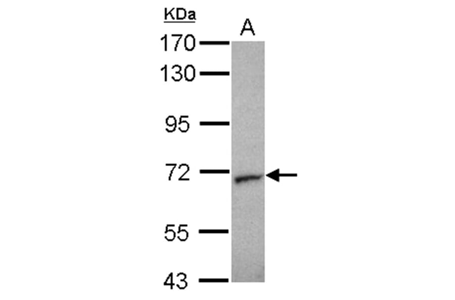 Unc18-2 antibody from Signalway Antibody (23072) - Antibodies.com