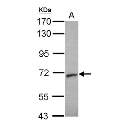 Unc18-2 antibody from Signalway Antibody (23072) - Antibodies.com