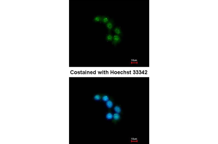 Immunofluorescence - Unc18-2 antibody from Signalway Antibody (23072) - Antibodies.com