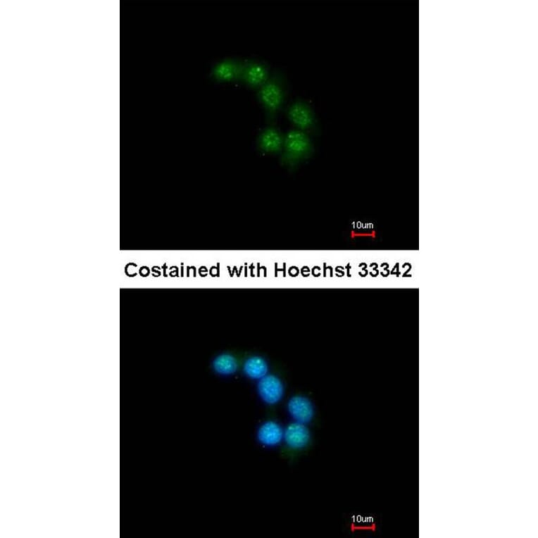 Immunofluorescence - Unc18-2 antibody from Signalway Antibody (23072) - Antibodies.com