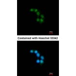 Immunofluorescence - Unc18-2 antibody from Signalway Antibody (23072) - Antibodies.com