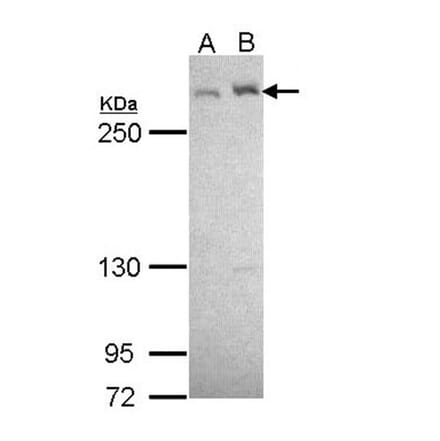 LTBP-4 antibody from Signalway Antibody (23084) - Antibodies.com