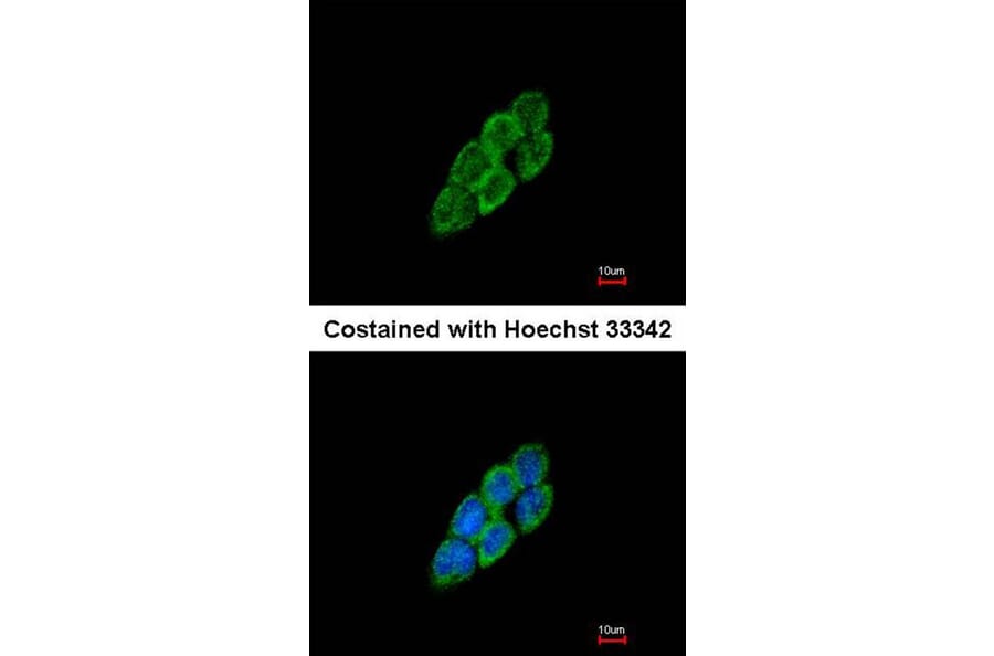 Immunofluorescence - LTBP-4 antibody from Signalway Antibody (23084) - Antibodies.com