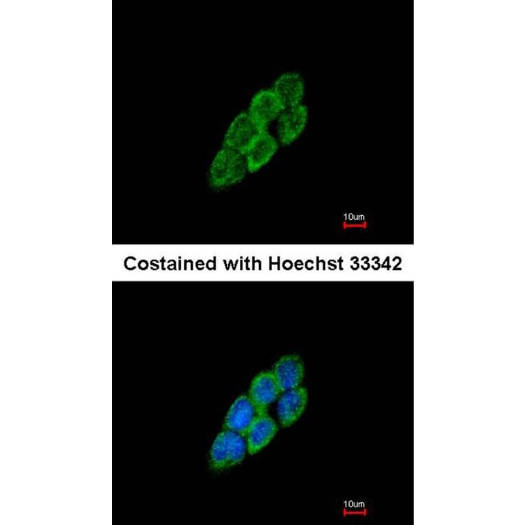 Immunofluorescence - LTBP-4 antibody from Signalway Antibody (23084) - Antibodies.com