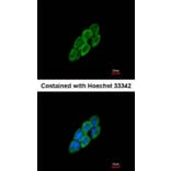 Immunofluorescence - LTBP-4 antibody from Signalway Antibody (23084) - Antibodies.com