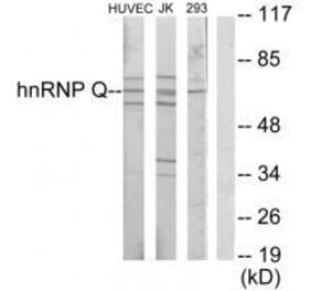 Western blot - hnRNP Q Antibody from Signalway Antibody (33599) - Antibodies.com