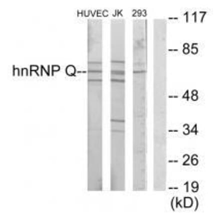 Western blot - hnRNP Q Antibody from Signalway Antibody (33599) - Antibodies.com