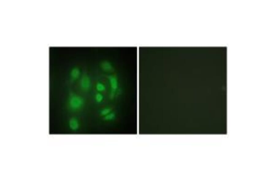 Immunofluorescence - hnRNP Q Antibody from Signalway Antibody (33599) - Antibodies.com