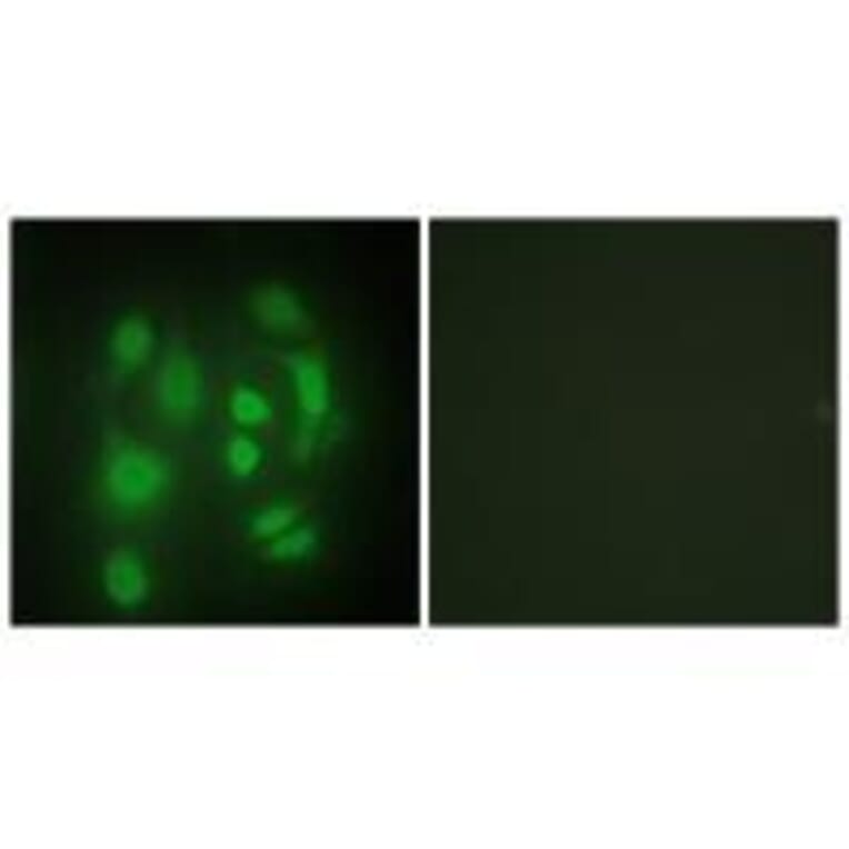 Immunofluorescence - hnRNP Q Antibody from Signalway Antibody (33599) - Antibodies.com