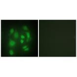 Immunofluorescence - hnRNP Q Antibody from Signalway Antibody (33599) - Antibodies.com