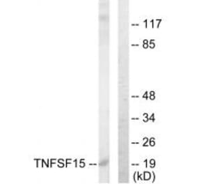 Western blot - TNFSF15 Antibody from Signalway Antibody (33626) - Antibodies.com