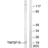 Western blot - TNFSF15 Antibody from Signalway Antibody (33626) - Antibodies.com