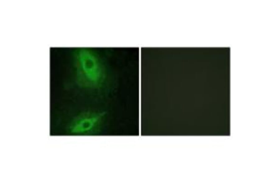 Immunofluorescence - TNFSF15 Antibody from Signalway Antibody (33626) - Antibodies.com