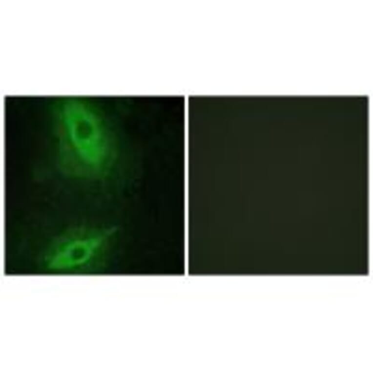 Immunofluorescence - TNFSF15 Antibody from Signalway Antibody (33626) - Antibodies.com