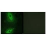 Immunofluorescence - TNFSF15 Antibody from Signalway Antibody (33626) - Antibodies.com