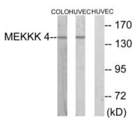 Western blot - MEKKK 4 Antibody from Signalway Antibody (33638) - Antibodies.com