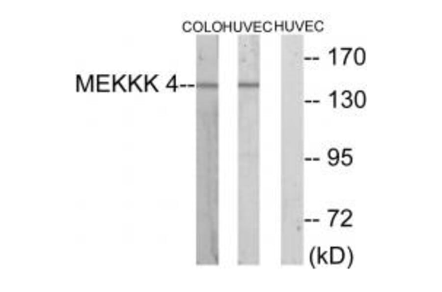 Western blot - MEKKK 4 Antibody from Signalway Antibody (33638) - Antibodies.com