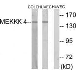 Western blot - MEKKK 4 Antibody from Signalway Antibody (33638) - Antibodies.com
