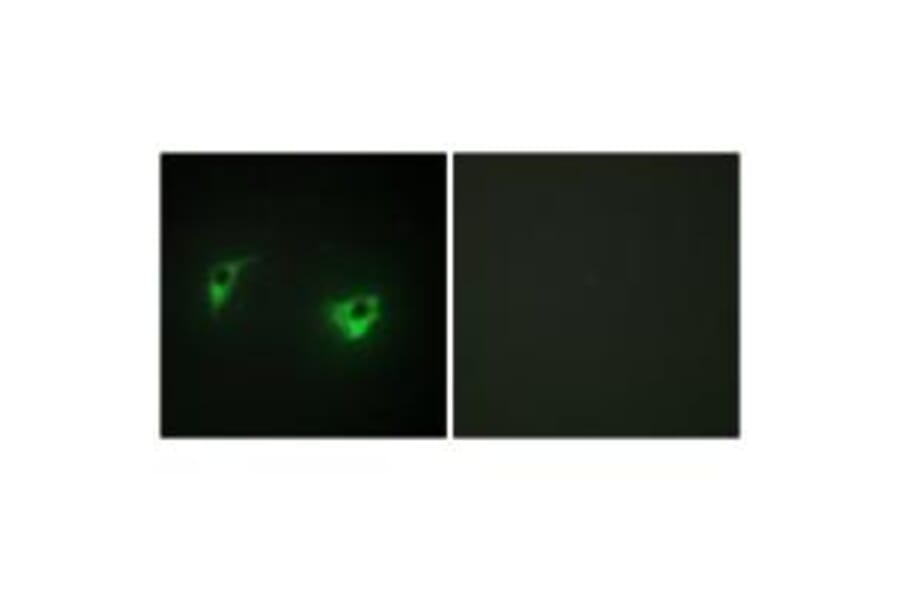 Immunofluorescence - MEKKK 4 Antibody from Signalway Antibody (33638) - Antibodies.com