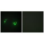 Immunofluorescence - MEKKK 4 Antibody from Signalway Antibody (33638) - Antibodies.com