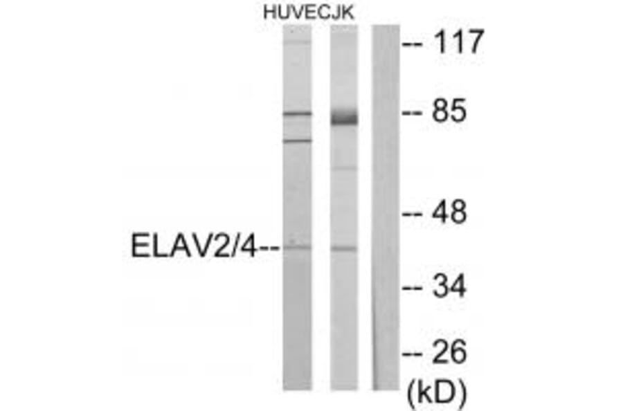Western blot - ELAV2/4 Antibody from Signalway Antibody (33728) - Antibodies.com