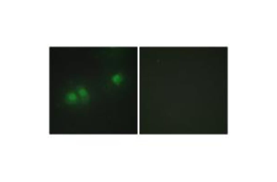 Immunofluorescence - ELAV2/4 Antibody from Signalway Antibody (33728) - Antibodies.com