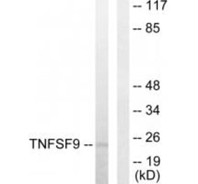 Western blot - TNFSF9 Antibody from Signalway Antibody (33767) - Antibodies.com