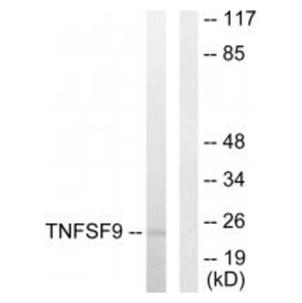 Western blot - TNFSF9 Antibody from Signalway Antibody (33767) - Antibodies.com