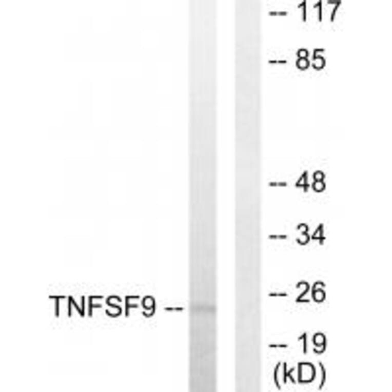 Western blot - TNFSF9 Antibody from Signalway Antibody (33767) - Antibodies.com