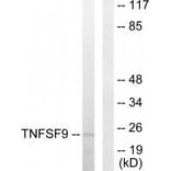 Western blot - TNFSF9 Antibody from Signalway Antibody (33767) - Antibodies.com