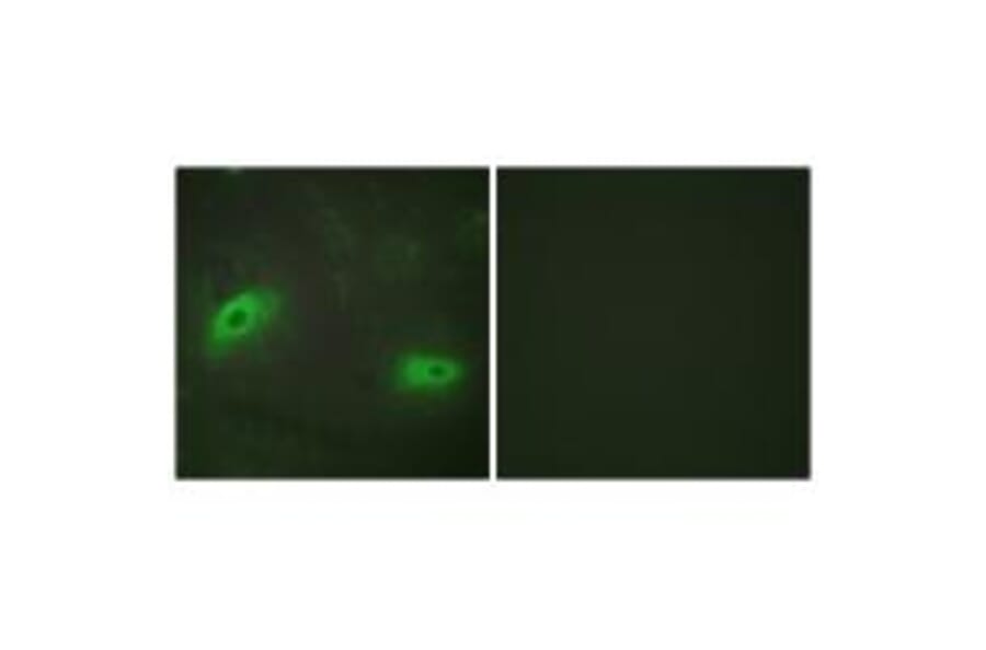 Immunofluorescence - TNFSF9 Antibody from Signalway Antibody (33767) - Antibodies.com