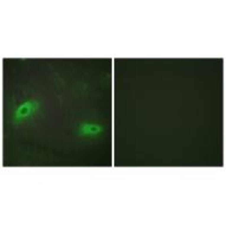 Immunofluorescence - TNFSF9 Antibody from Signalway Antibody (33767) - Antibodies.com